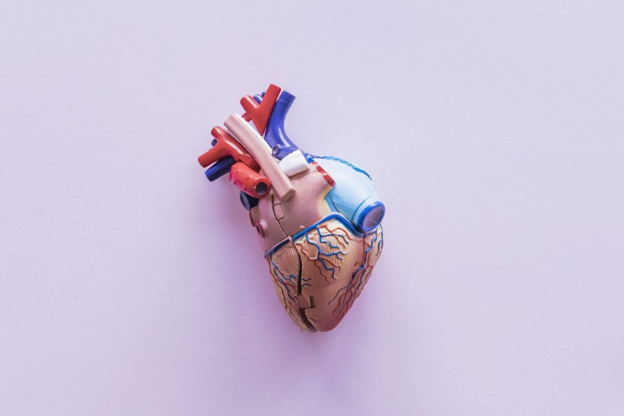 small-plastic-human-heart-table